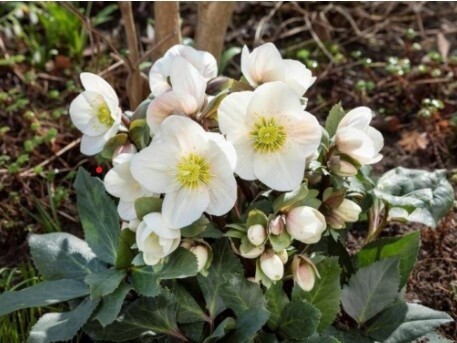 Hellebore Frosty 1 gallon