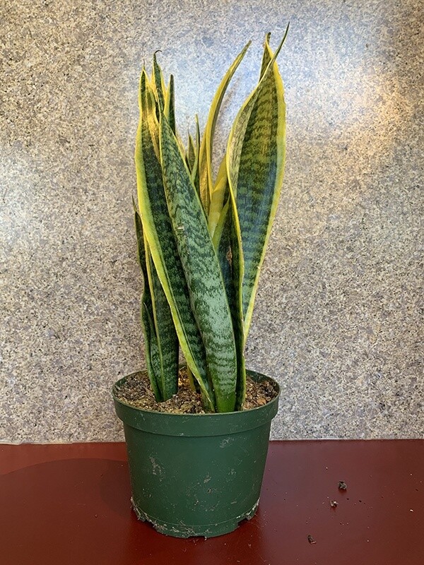 Snake Plant Laurentii 6"