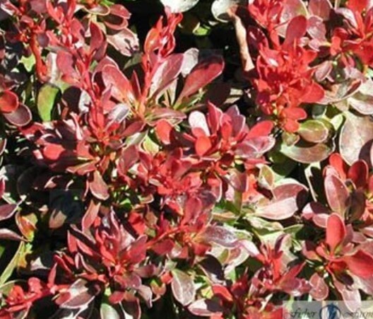 Barberry Bagatelle 1 gal