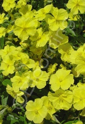 Sun Rose Golden Nugget 4&quot;