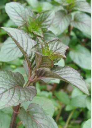 Mint Chocolate 4&quot;