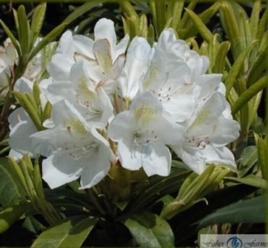 Rhody Chionoides 1 gal