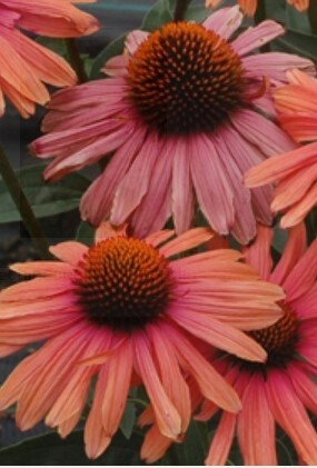 Echinacea Mama Mia 1 gal