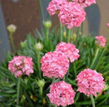 Armeria Daydream QT