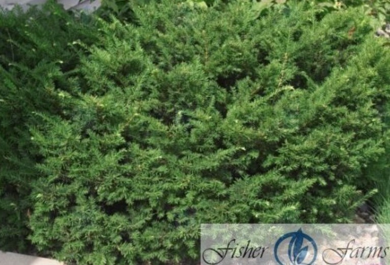 Yew Emerald Spreader 5 gal