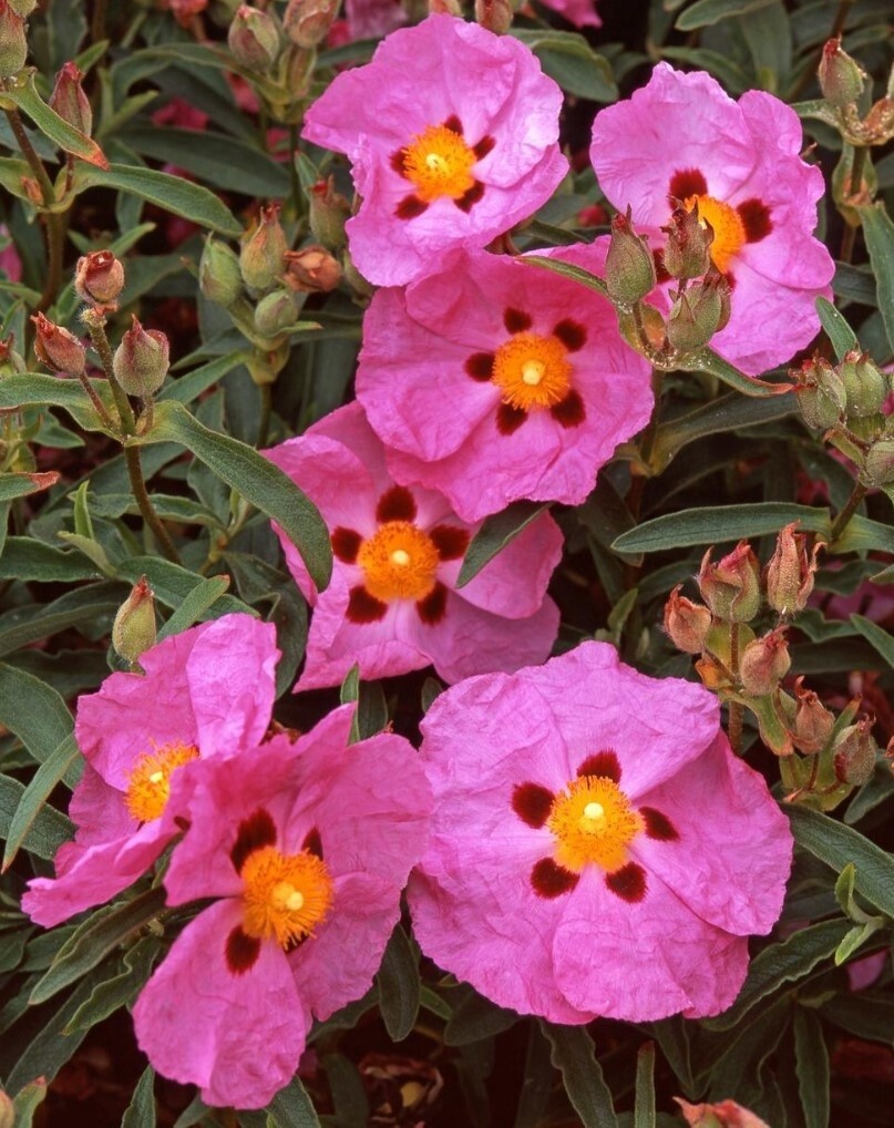 Cistus Purple 1 gal