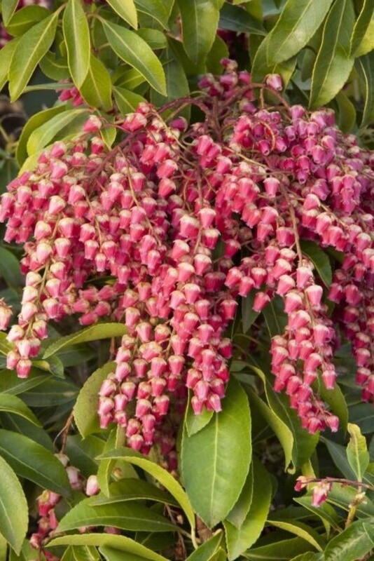 Pieris Valley Valentine 3 gal