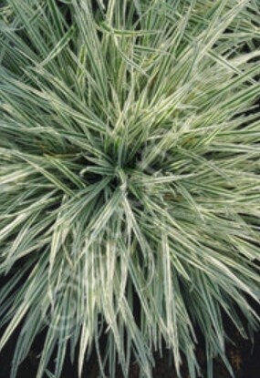Oat Grass Variegated Qt