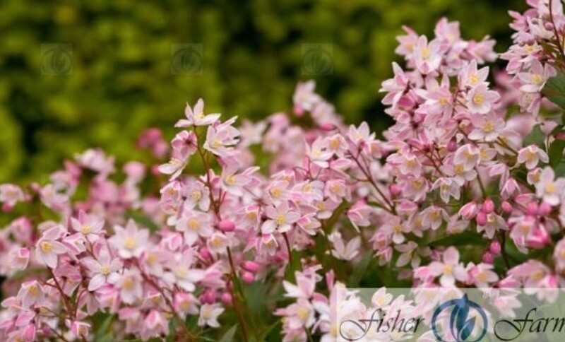 Deutzia Yuki Cherry Blossom 2 gal