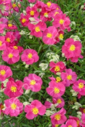 Sun Rose Dazzler 4&quot;