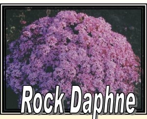 Rock Daphne 3 gal
