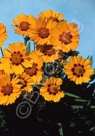 Coreopsis Baby Sun 4&quot;