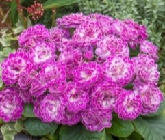 Primrose Belarina Candy Frost QT