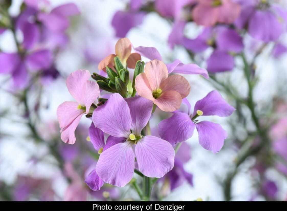 Wallflower Sunstrong Purple QT