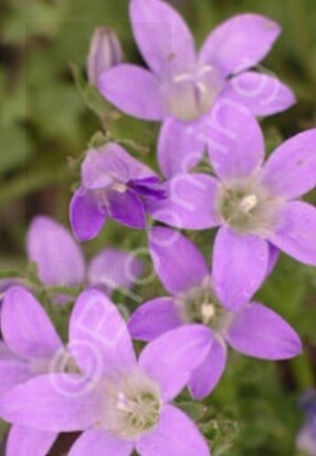 Campanula Bellflower 4&quot;
