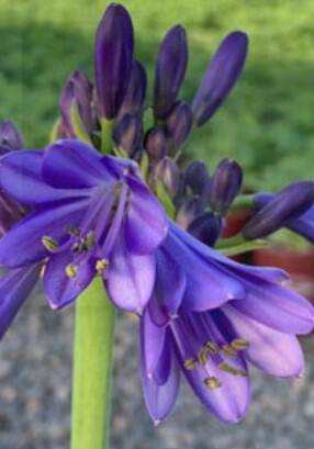 Agapanthus Blue Bayou 1 gal