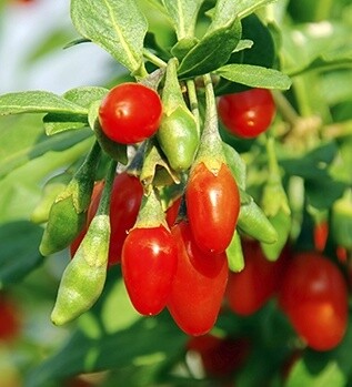 Goji Berry 1 gal