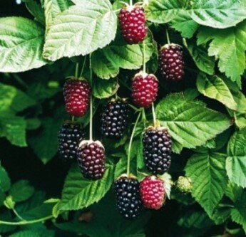 Boysenberry 1 Gal