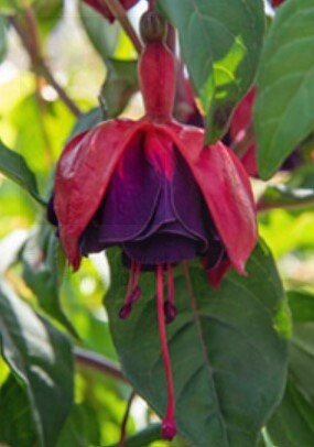 Fuchsia City of Portland 1 gal