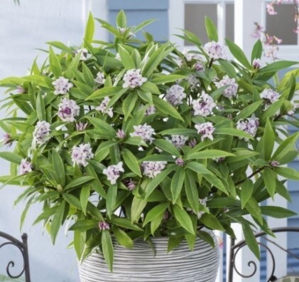 Daphne Perfume Princess Qt