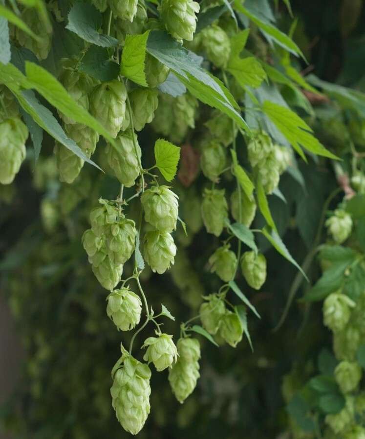 Hops Crystal 1 gal