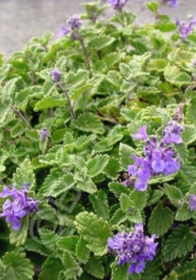 Nepeta Little Titch 4"