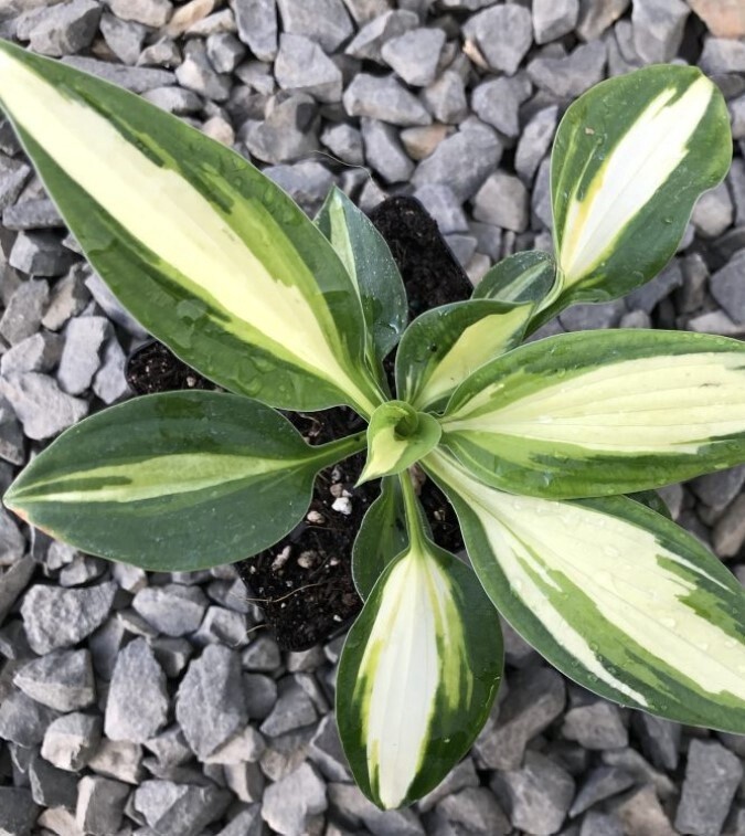 Hosta Vulcan 4&quot;