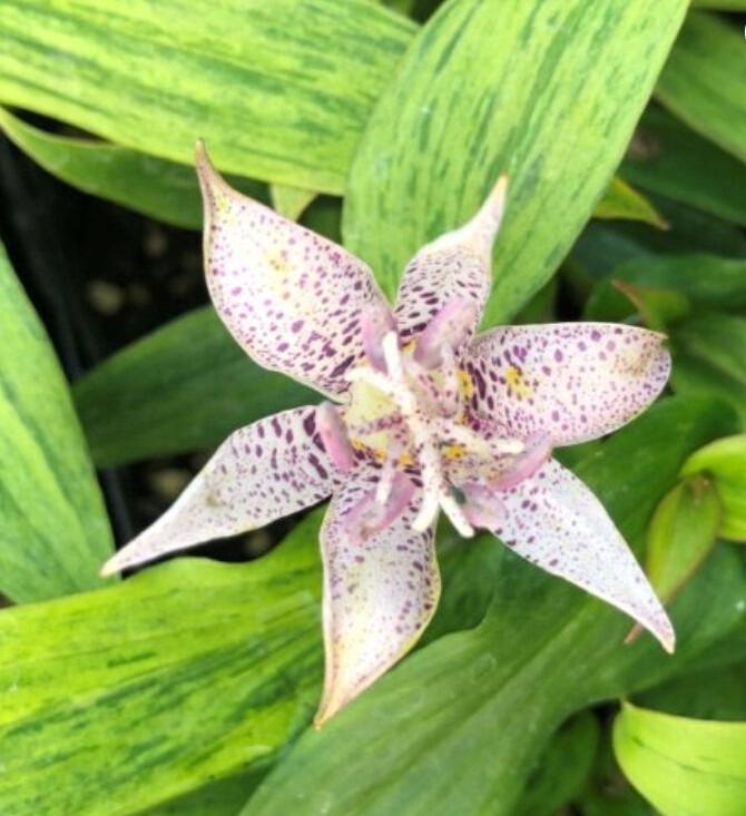 Tricyrtis Lighting Strike QT