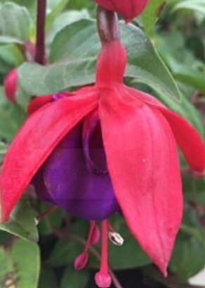 Fuchsia Vodoo 1 gal