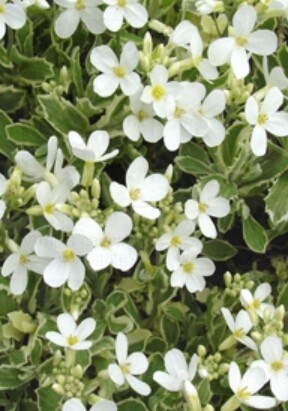 Arabis Variegata QT