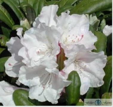 Rhody Pohjola Daughter 5 gal