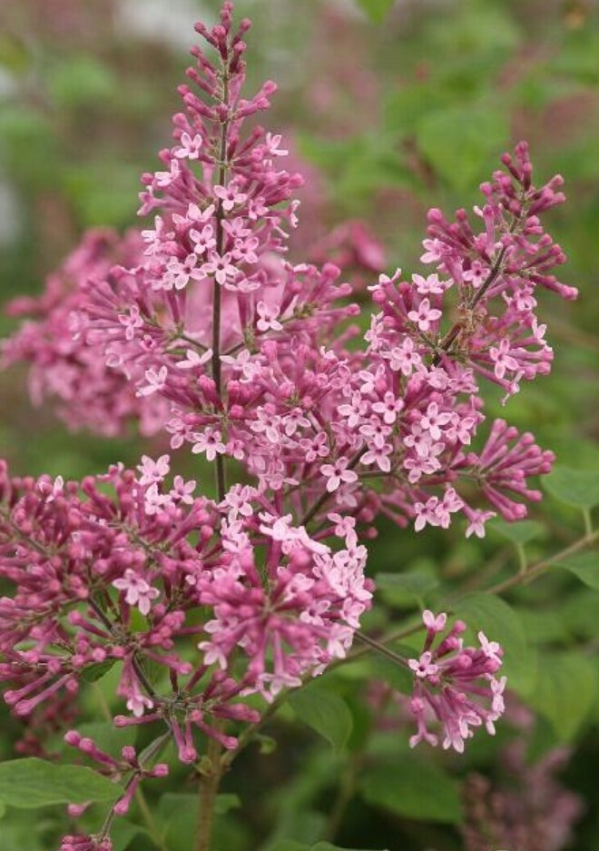 Lilac Bloomerang Pink 3 gal