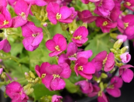 Arabis Deep Rose QT