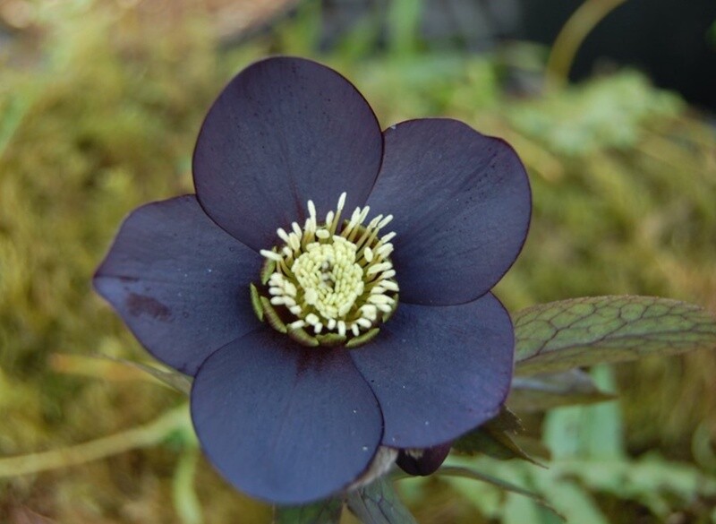 Hellebore Black Diamond 1 gal