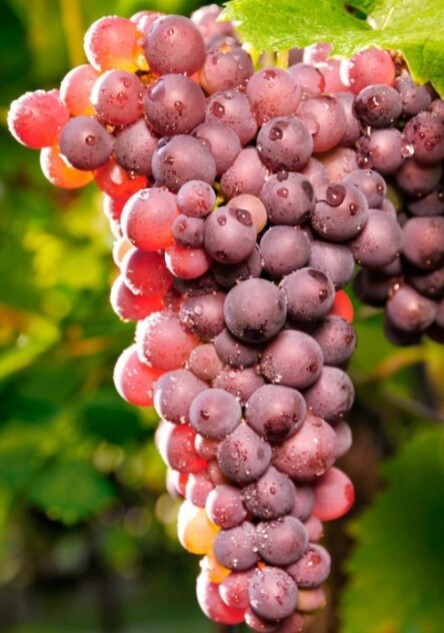 Grape Table Reliance 1 gal