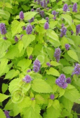 Agastache Golden Jubilee 1 Gal