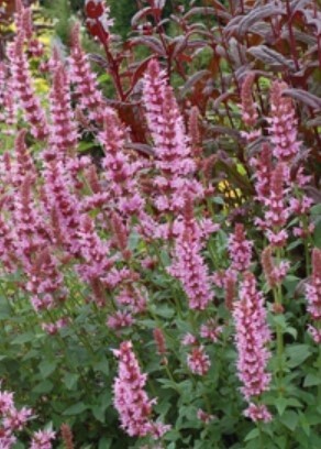 Agastache &#39;Cotton Candy&#39; 1 gal