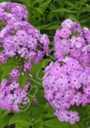 Phlox Davids Lavender 1 gal
