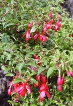 Fuchsia Little Giant 1 gal