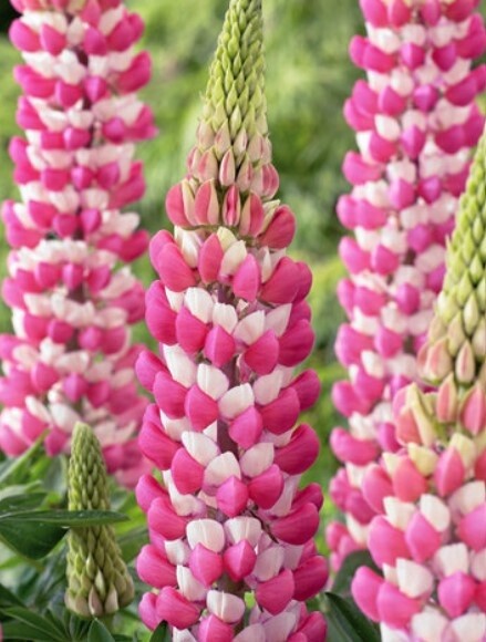 Lupine Rachel de Thame 1 gal