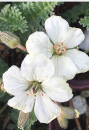 Erodium Chrysanthum QT