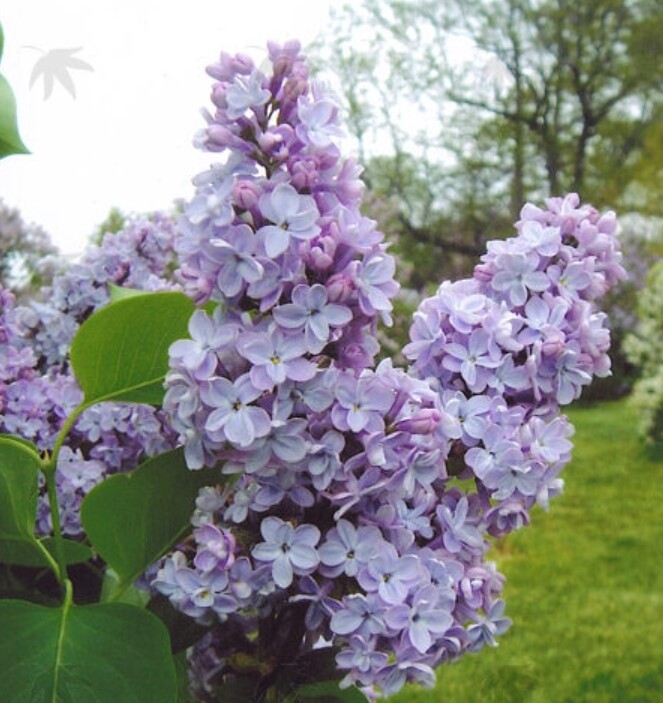 Lilac President Grevy 2 gal