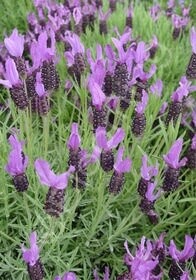 Spanish Lavender Wings Of Night 1 gal