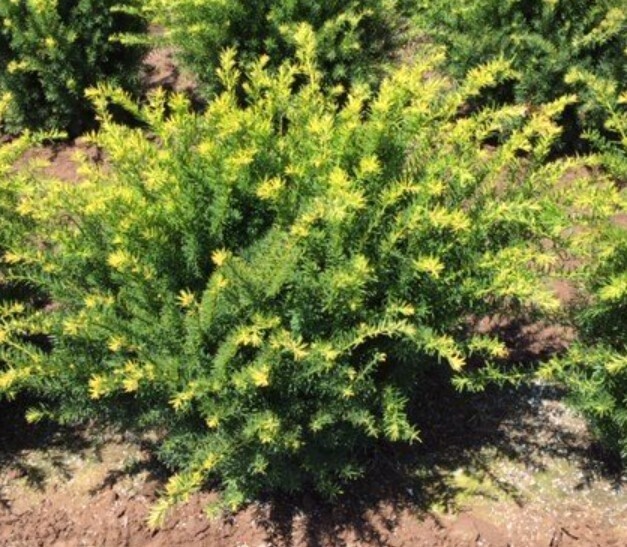 Yew spreading 5 gal