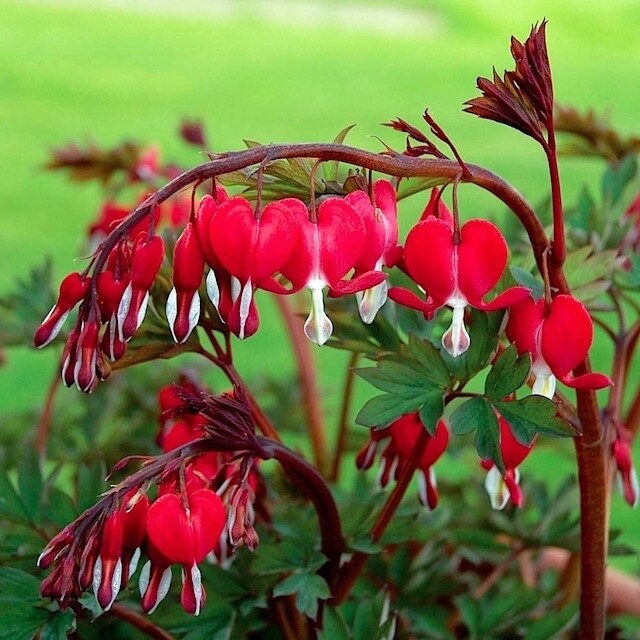 Bleeding Heart Valentine 1 gal