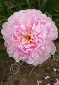 Peony Sarah Bernhart 1 gal