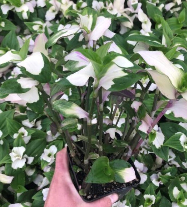 Tradescantia Blushing Bride QT