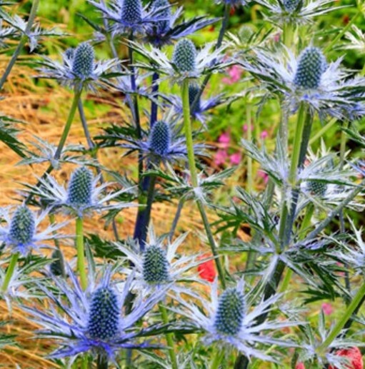 Sea Holly Big Blue 1 gal