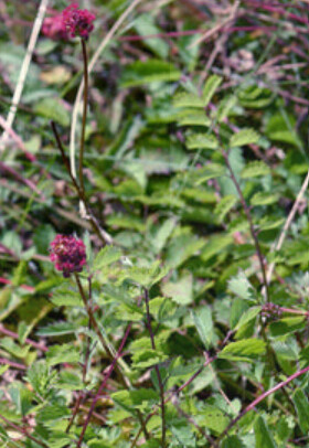 Salad Burnet 4"