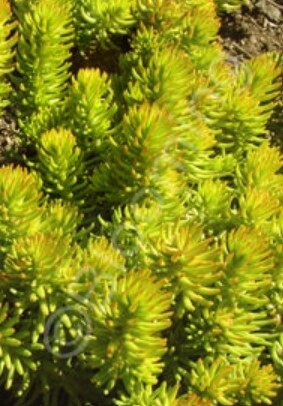 Sedum Angelina 4"